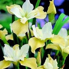 A. Iris siberian (Iris sibirica)